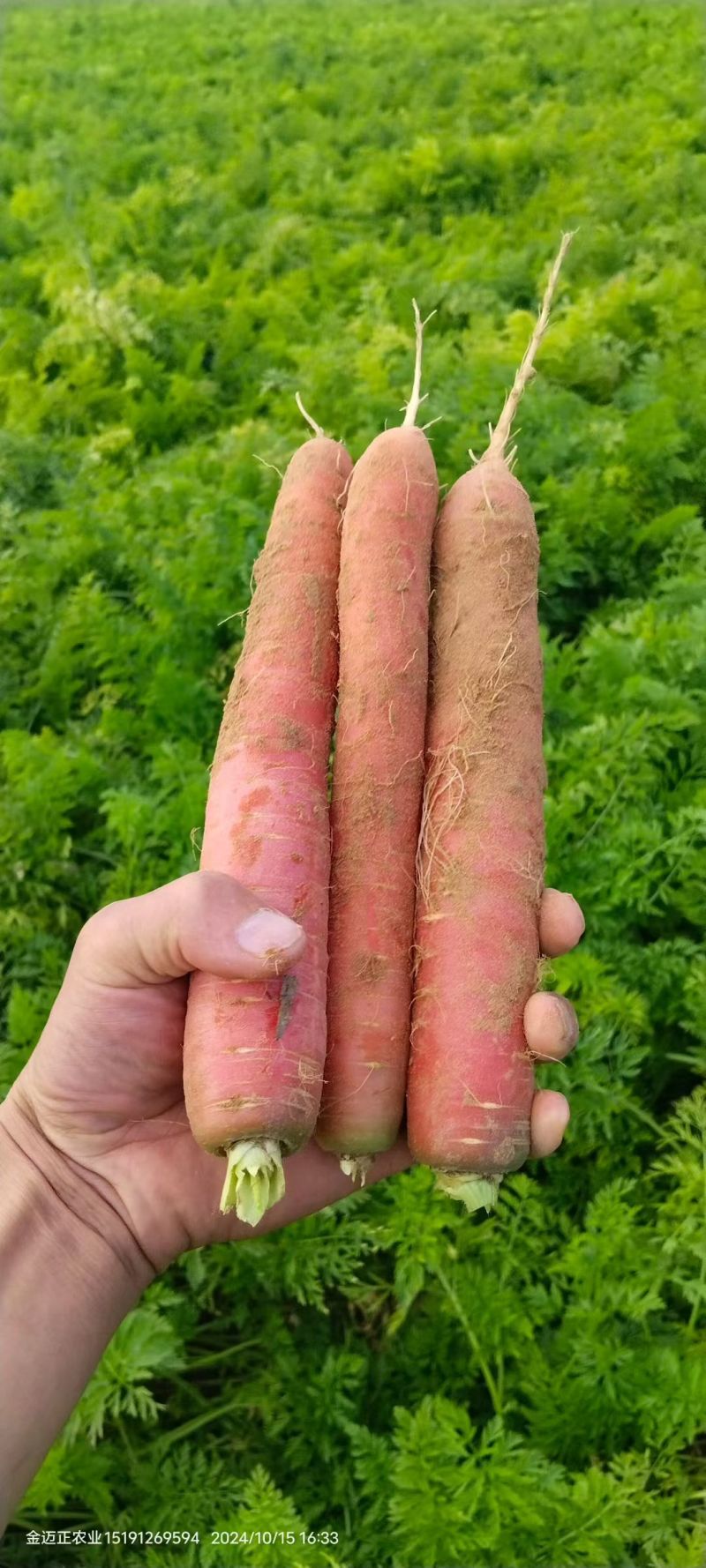 秤杆红胡萝卜