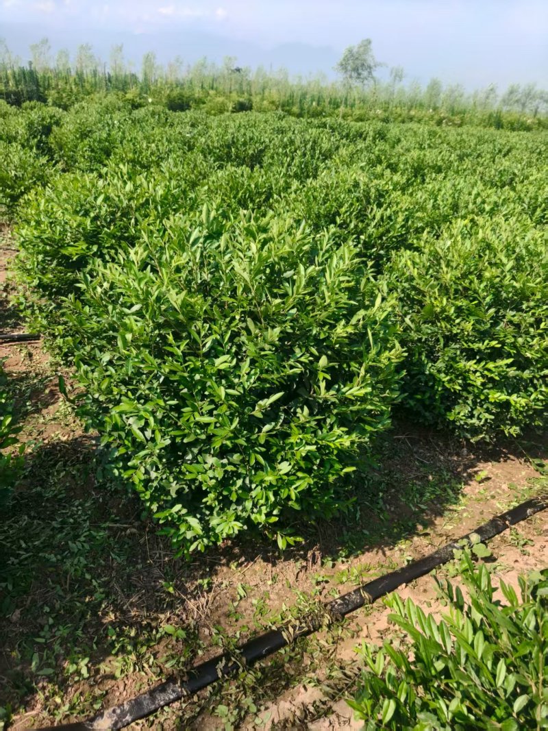 陕西水腊球100~130厘的水腊球