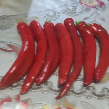 红龙23鲜辣椒