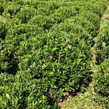陕西海桐球100~140厘米海桐球