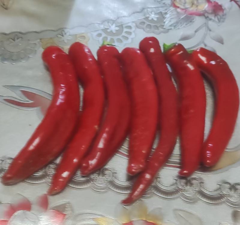 红龙23鲜辣椒