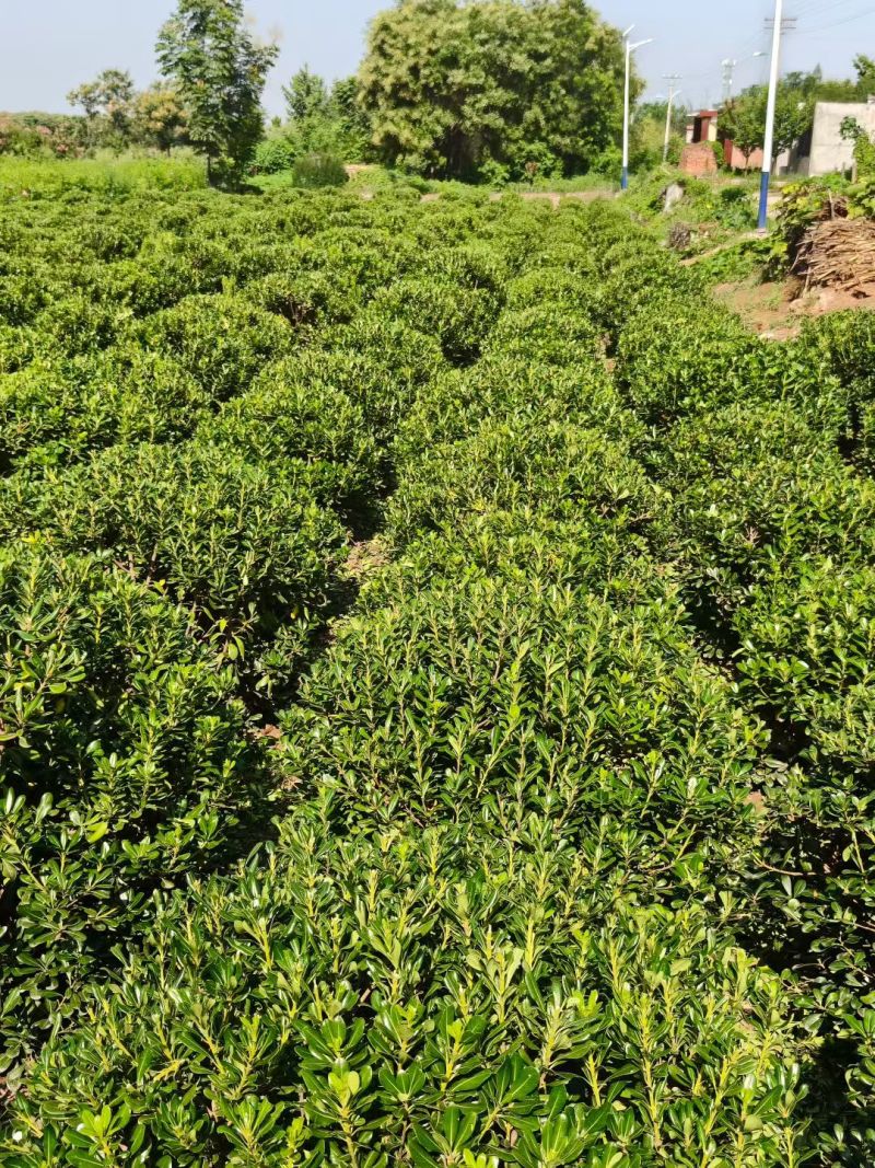 陕西海桐球100~140厘米海桐球