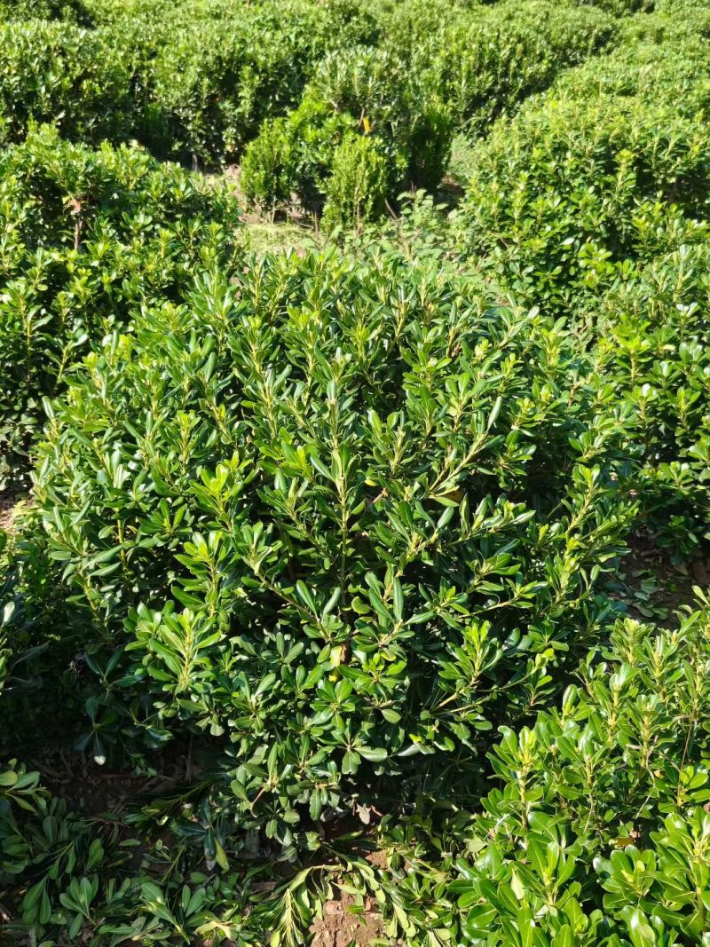 陕西海桐球100~140厘米海桐球