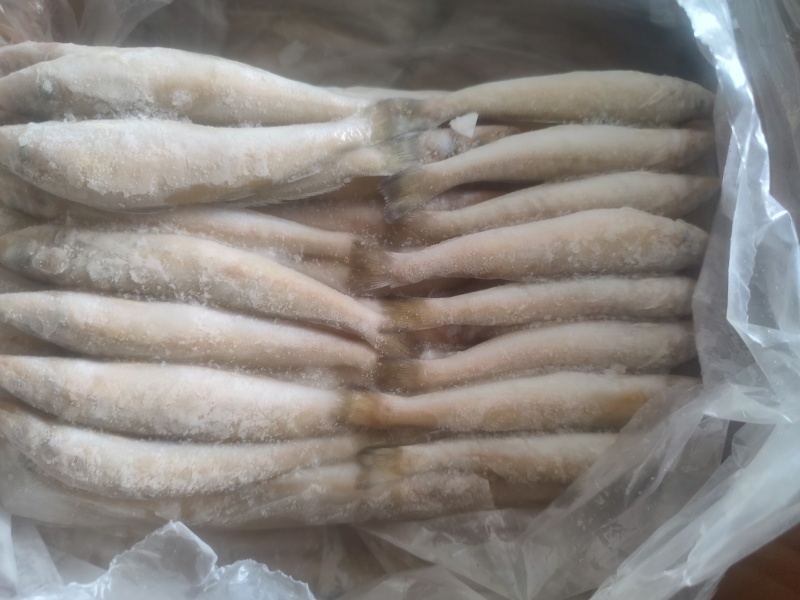 沙尖鱼