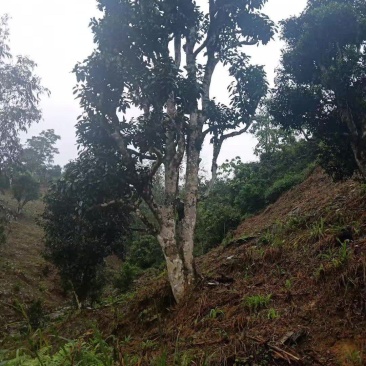 古树茶普洱茶