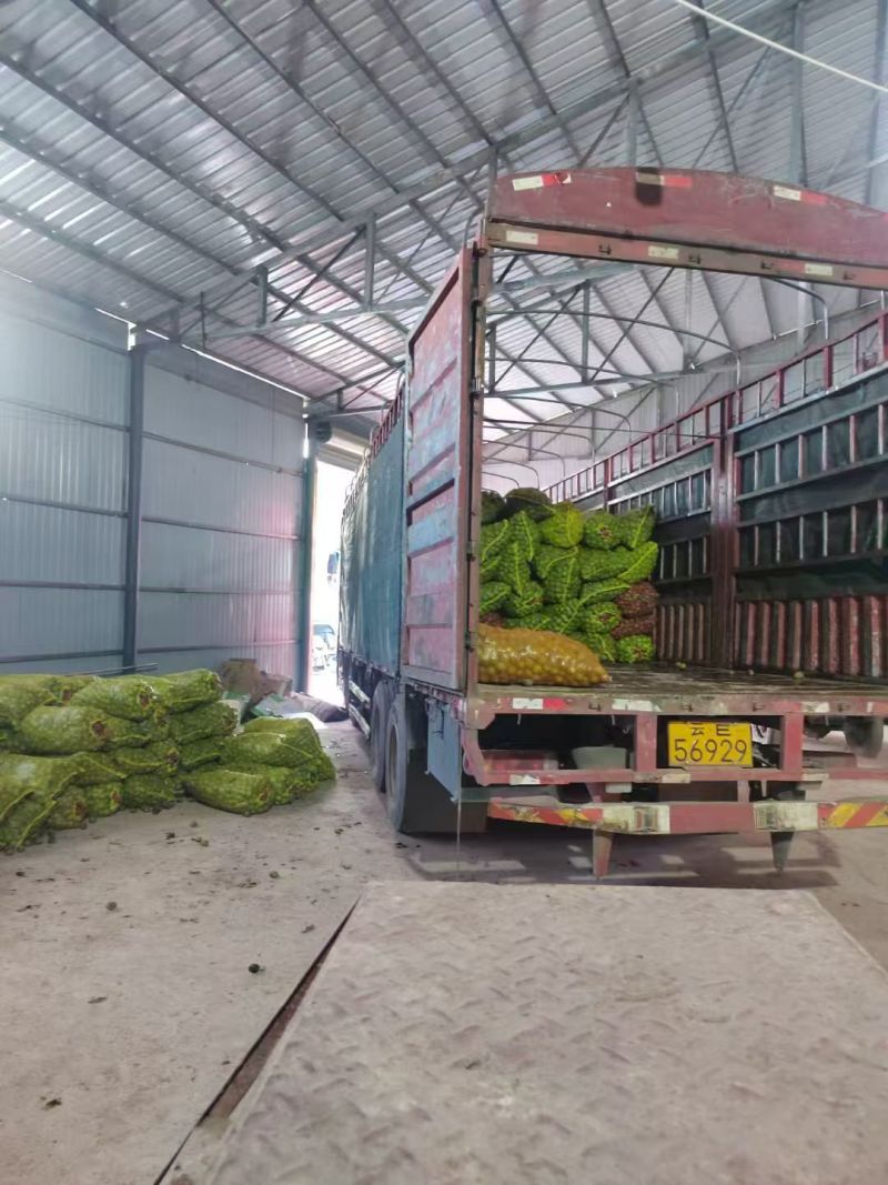 云南漾濞青皮核桃大量供应产地直发品质保证量大价优全国发货
