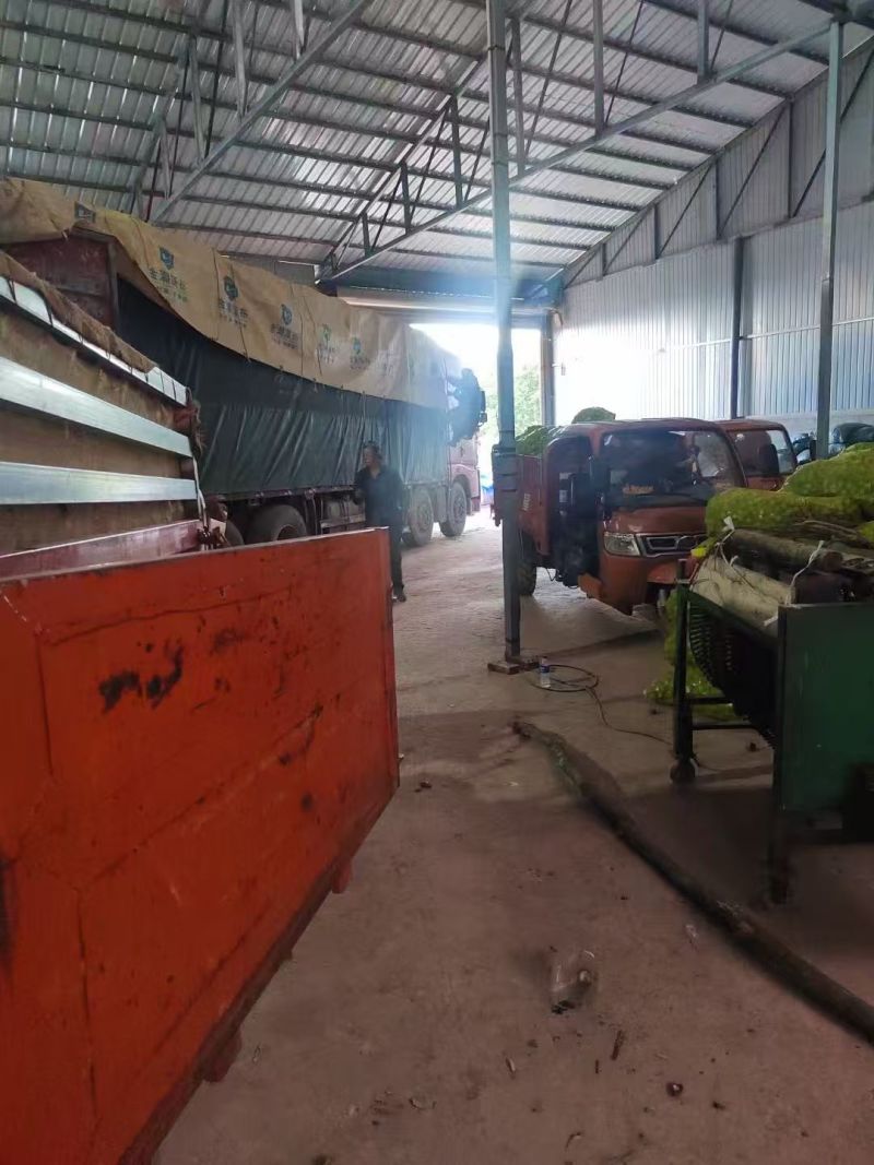 云南漾濞青皮核桃大量供应产地直发品质保证量大价优全国发货
