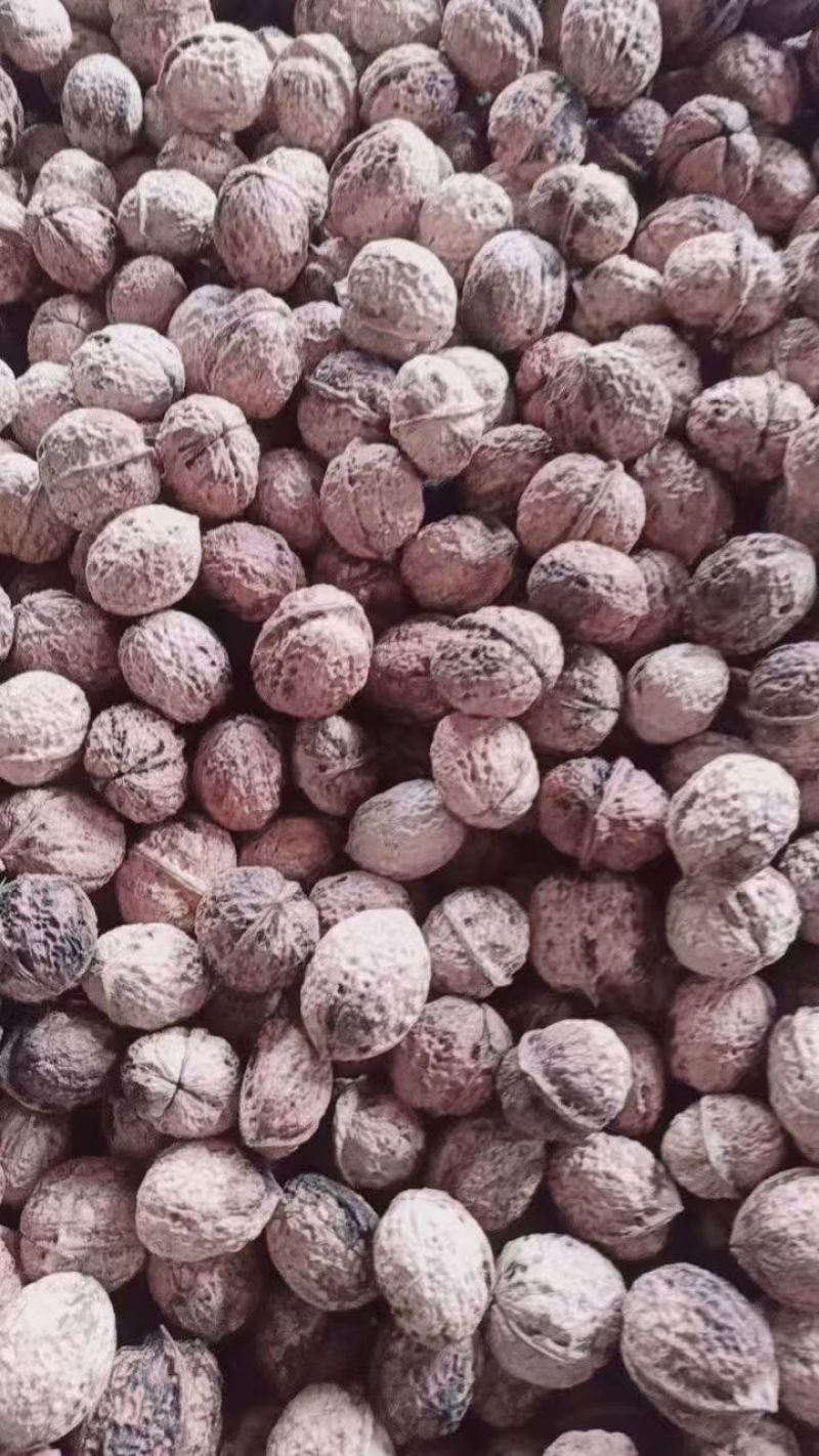 云南漾濞青皮核桃大量供应产地直发品质保证量大价优全国发货