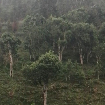 高杆古树茶普洱茶