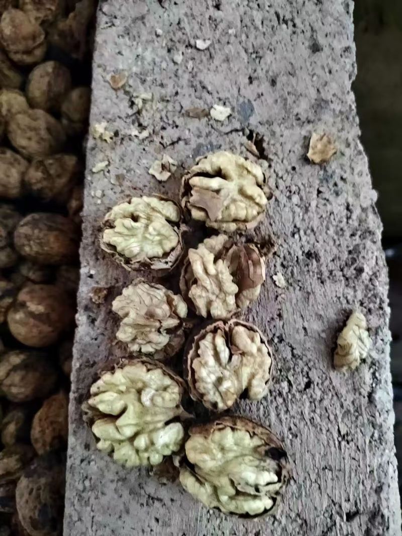 新鲜麻子核桃圆波罗薄皮核桃皮薄果仁饱满口感香甜量大价优