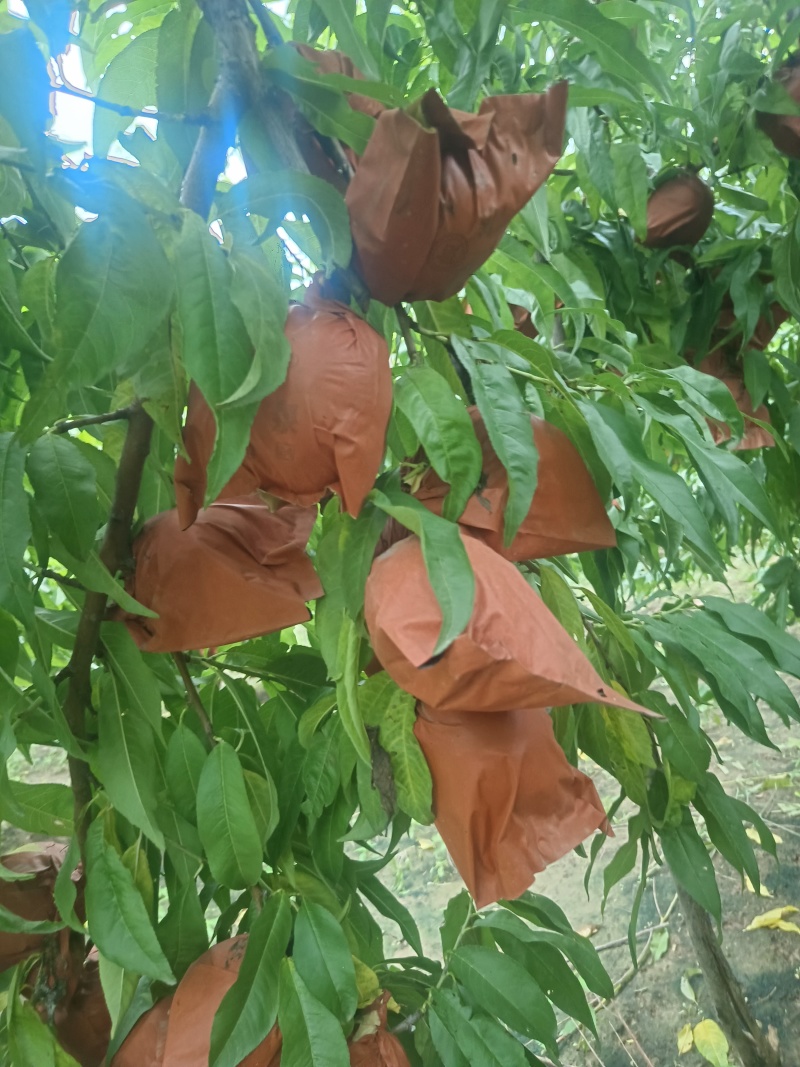 中秋王桃