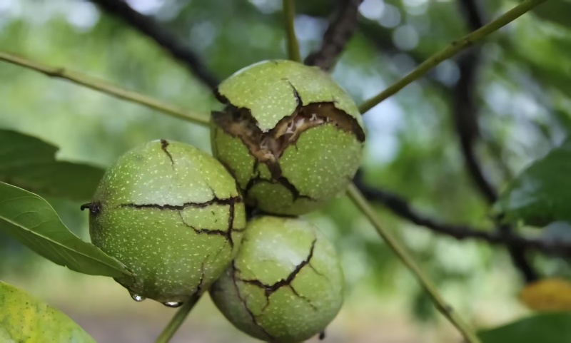 圆波罗麻子纸皮核桃基地直供货源充足保质保量可视频看货