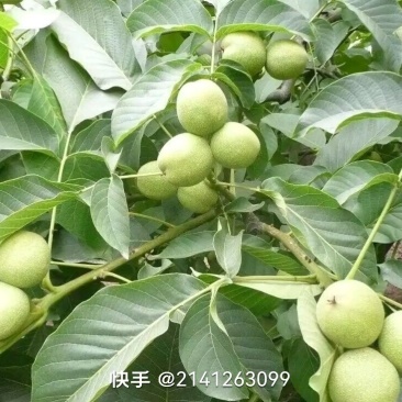 甘肃省武威市核桃