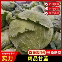 品质甘蓝京丰一号甘蓝品质保证发全国欢迎咨询
