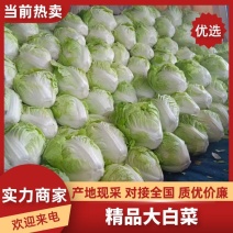 【推荐】夏阳白菜大吨位供应产地直发品质白菜欢迎咨询