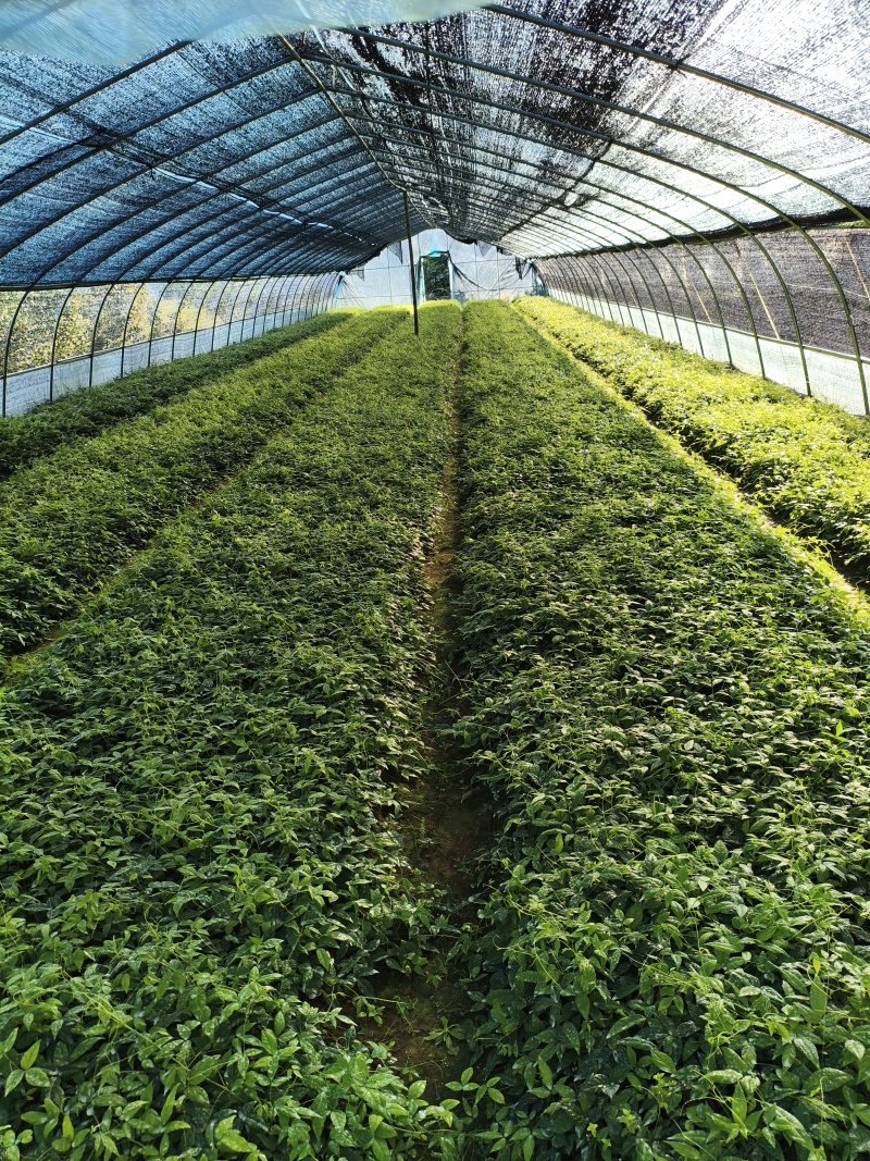 产地小叶紫藤三叶青种苗釆用母本藤育苗品质好，基地直发