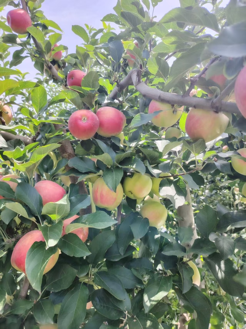 秦红苹果