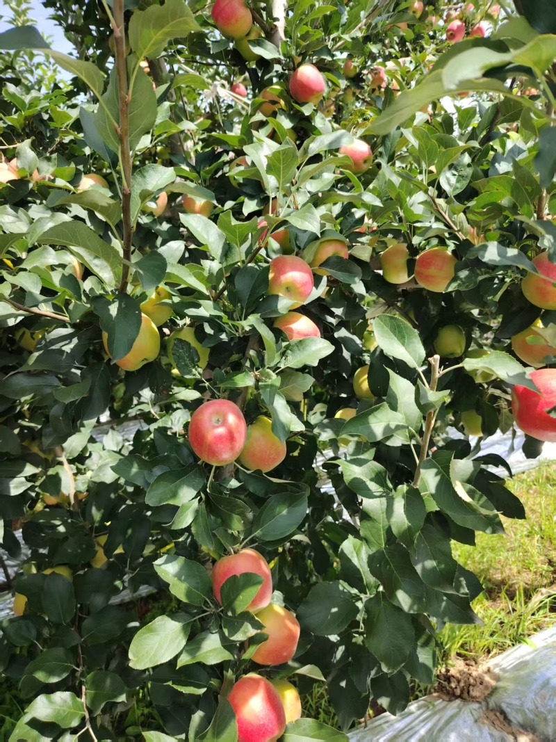 秦红苹果