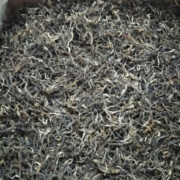 成片古树茶