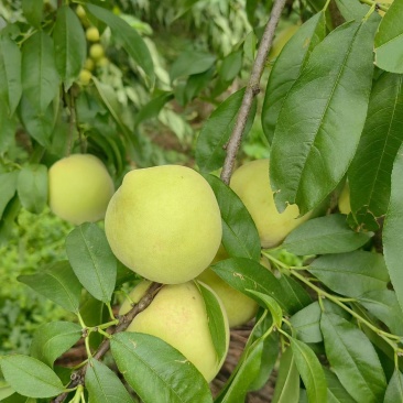 八月脆
