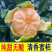 《新余蜜橘》南丰蜜橘/产地直发/电商供应/价格电联