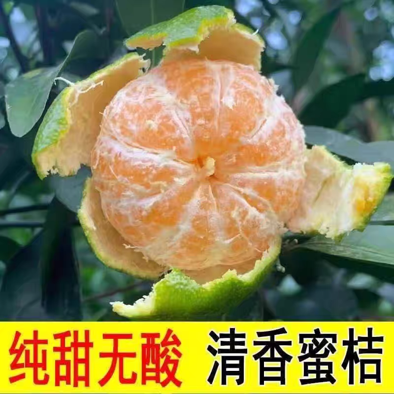 《新余蜜橘》南丰蜜橘/产地直发/电商供应/价格电联
