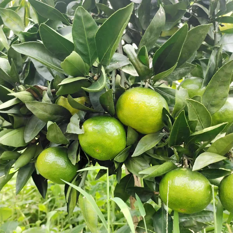 《新余蜜橘》南丰蜜橘/产地直发/电商供应/价格电联