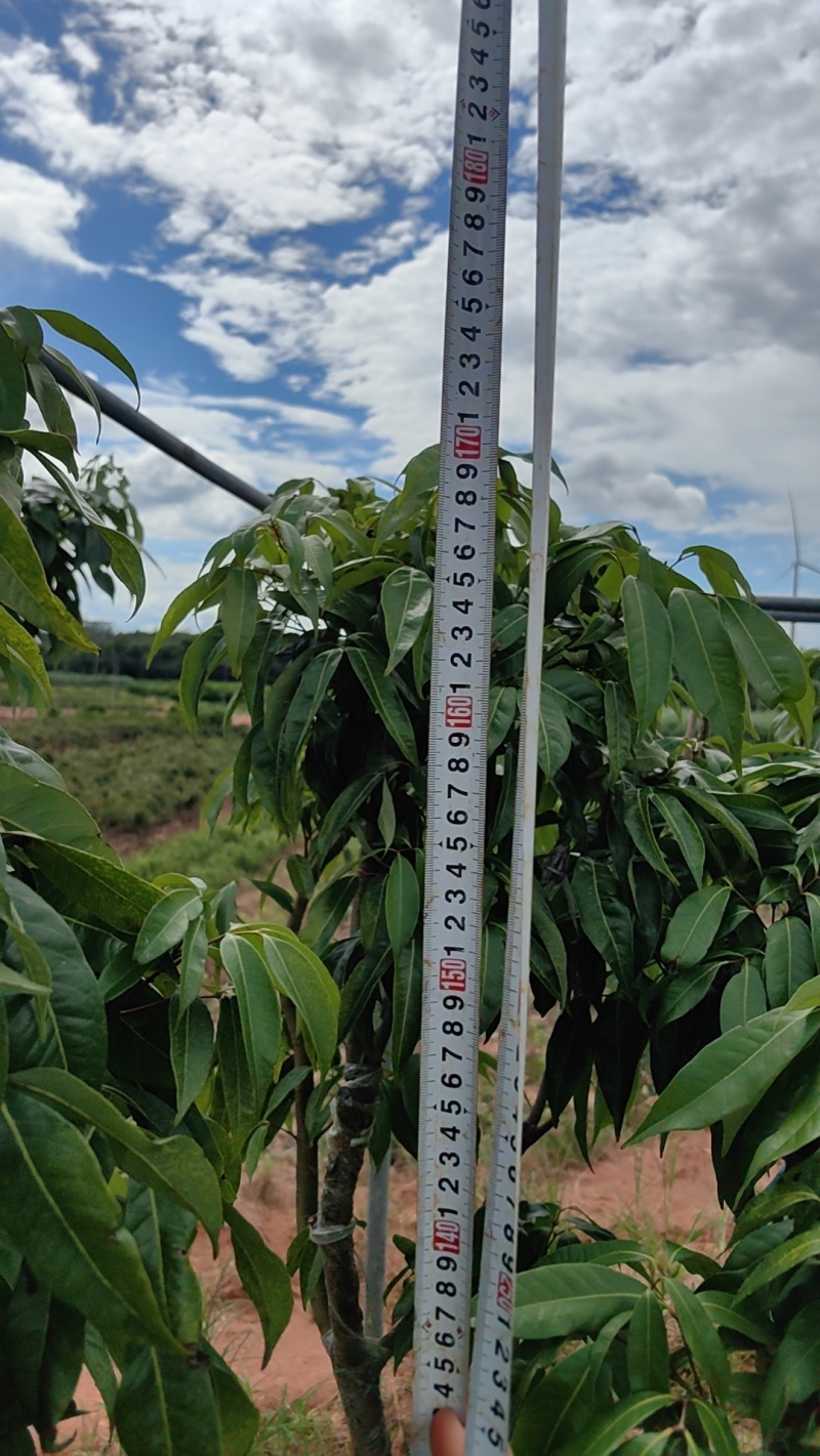 钦州荔枝树有桂味妃子笑已经挂果的大树成移栽活率高挂果快量