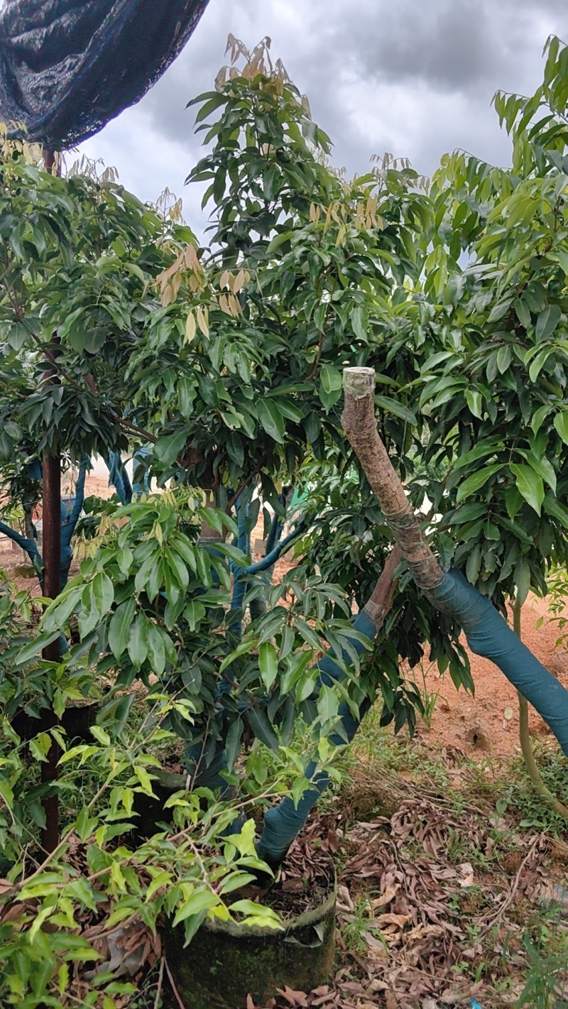 钦州荔枝树有桂味妃子笑已经挂果的大树成移栽活率高挂果快量