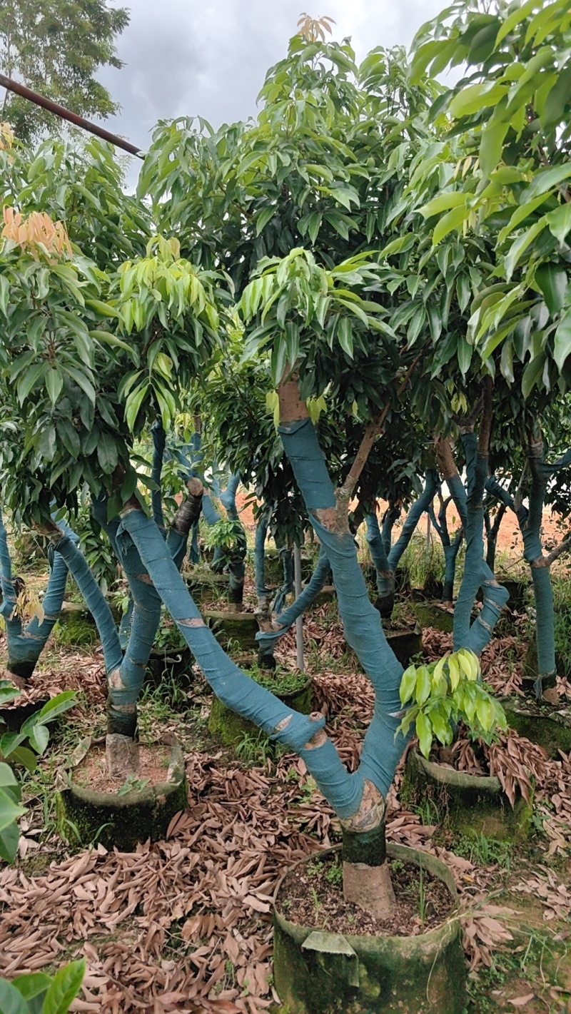 钦州荔枝树有桂味妃子笑已经挂果的大树成移栽活率高挂果快量