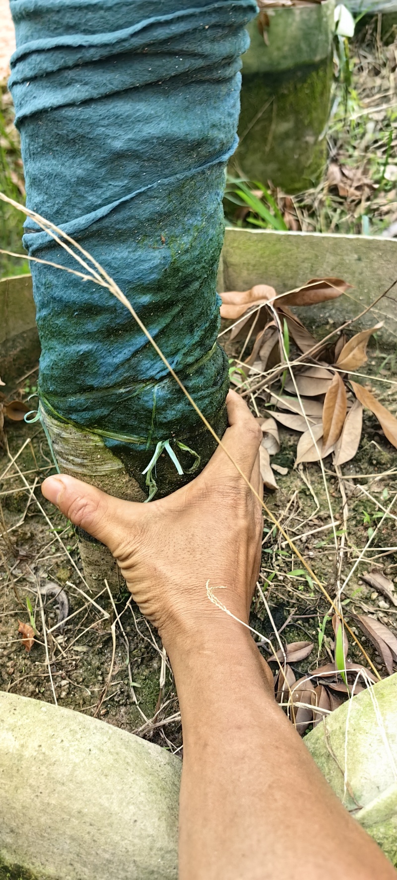 钦州荔枝树有桂味妃子笑已经挂果的大树成移栽活率高挂果快量