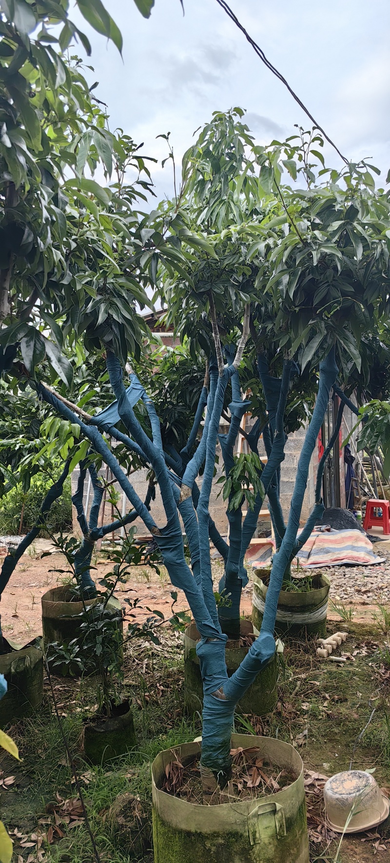 钦州荔枝树有桂味妃子笑已经挂果的大树成移栽活率高挂果快量