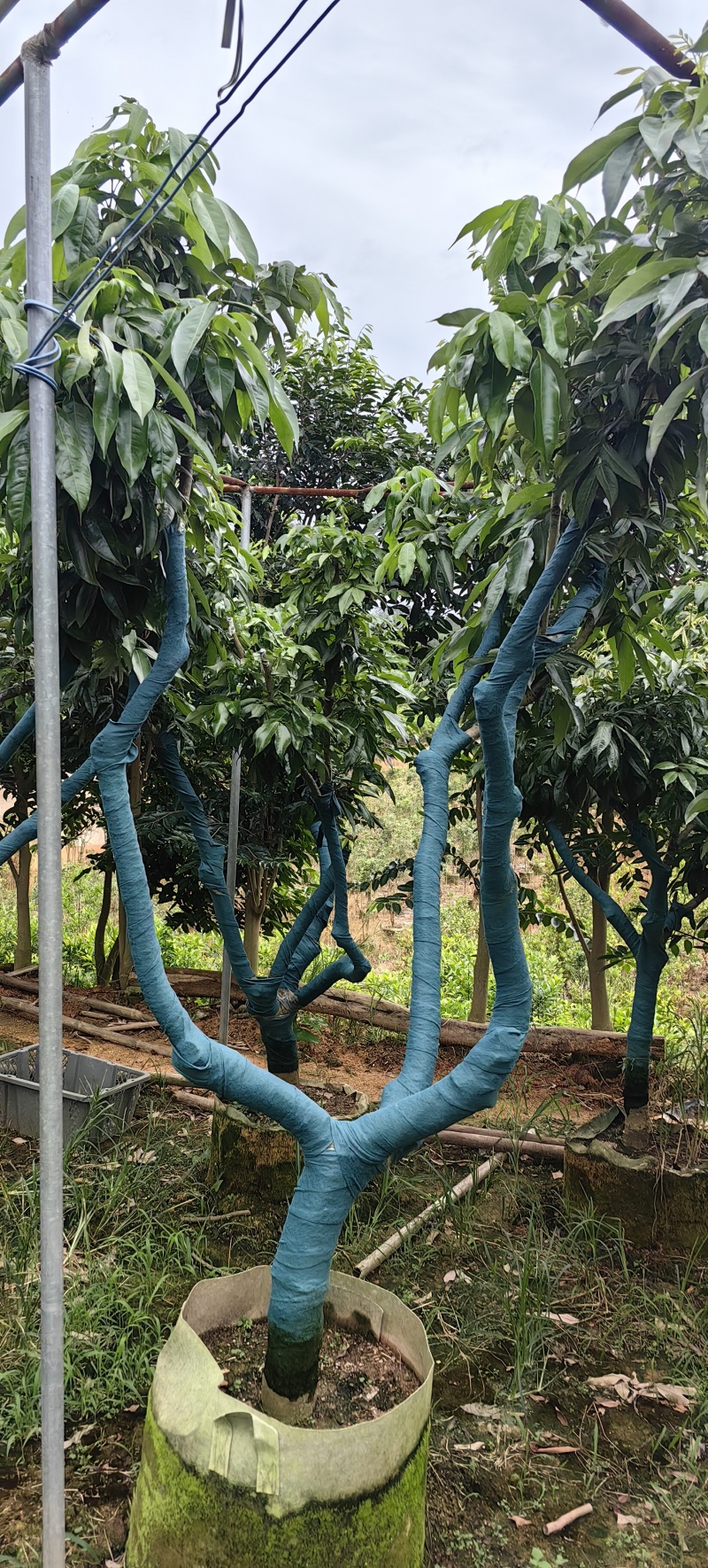 钦州荔枝树有桂味妃子笑已经挂果的大树成移栽活率高挂果快量