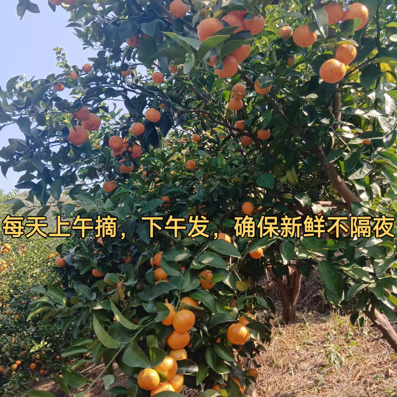 《正宗沙糖桔》广西沙糖桔/自家基地/价格电话商议