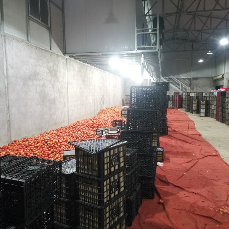 【产地直供】新鲜现摘西红柿沙瓤多汁当季应季蔬菜支持批发代