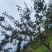 隰县玉露香梨