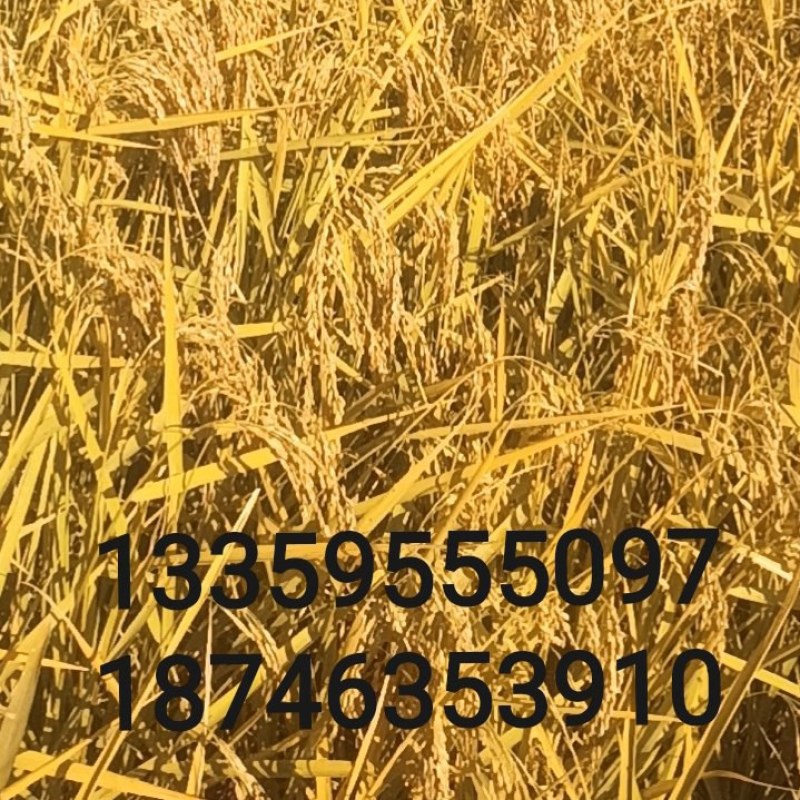 出售自己地的五常稻花香10月1收割幺巴七寺遛弎午弎酒幺灵