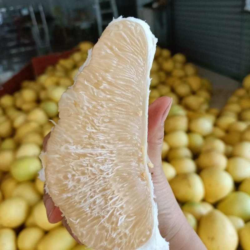 梅县白肉蜜柚现摘现发品质保证对接电商团购一件代发