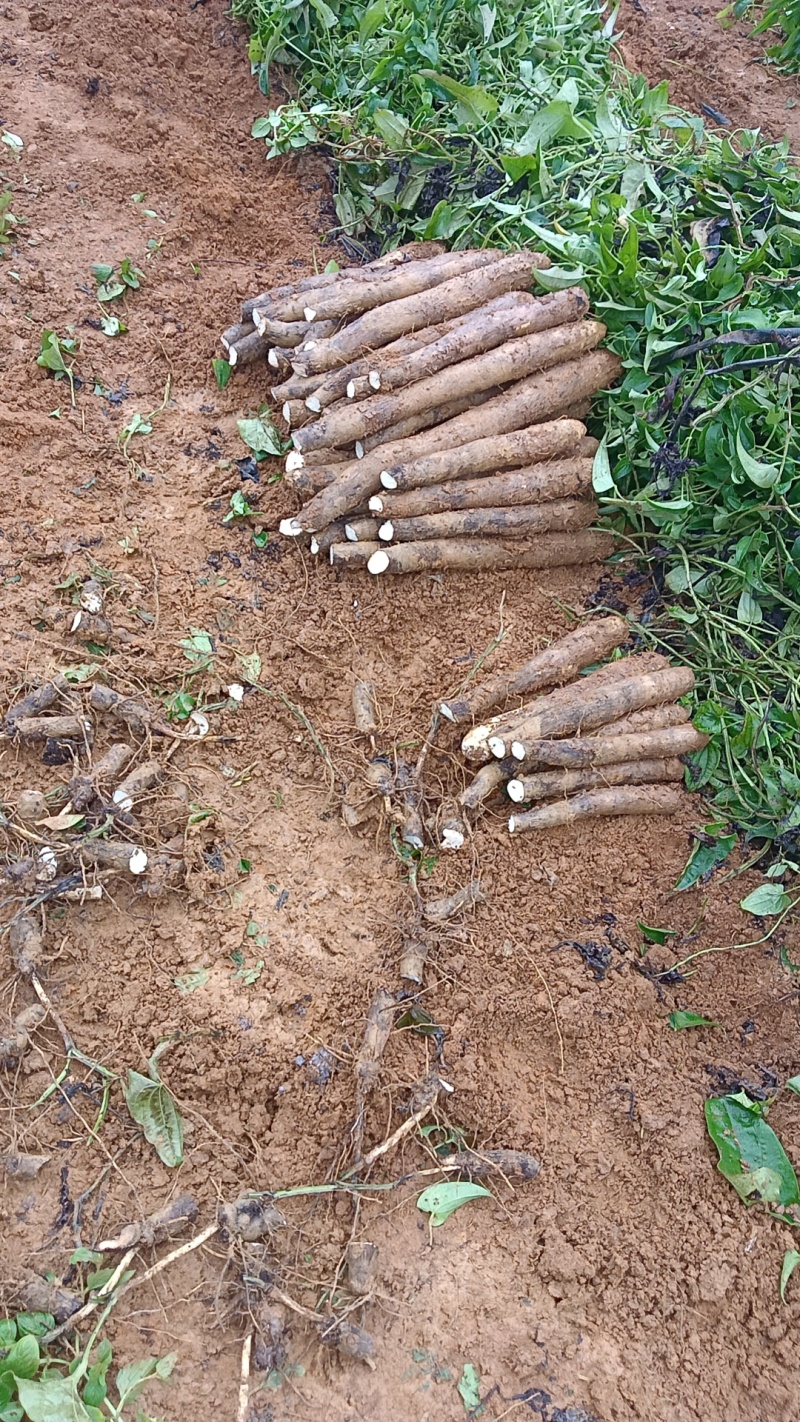 广西精品淮山药产地直发一手货源质量保证全国发货
