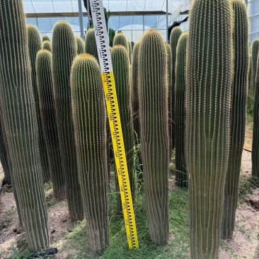 质量保证沙漠植物大凤龙有量批发