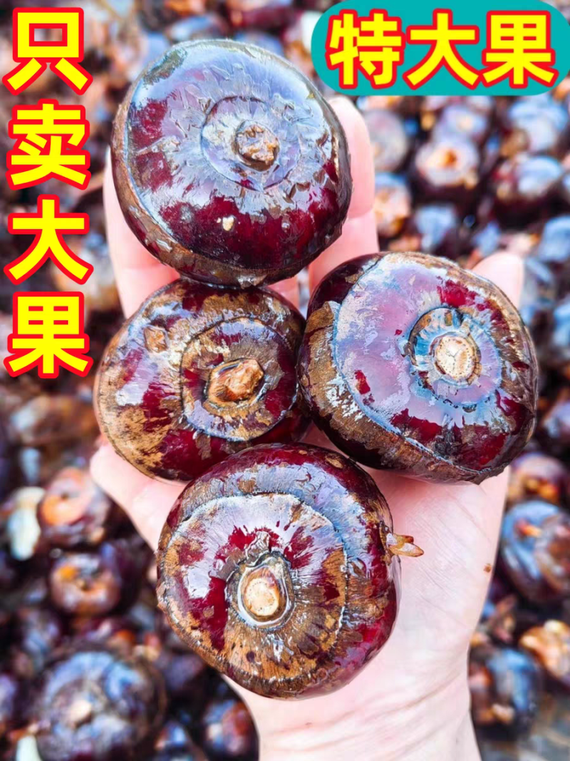 《马蹄》广西马蹄/毛马蹄/珍珠马蹄/大量有货价格商议
