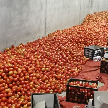 【产地直供新鲜现摘西红柿沙瓤多汁当季应季蔬菜支持批发代发