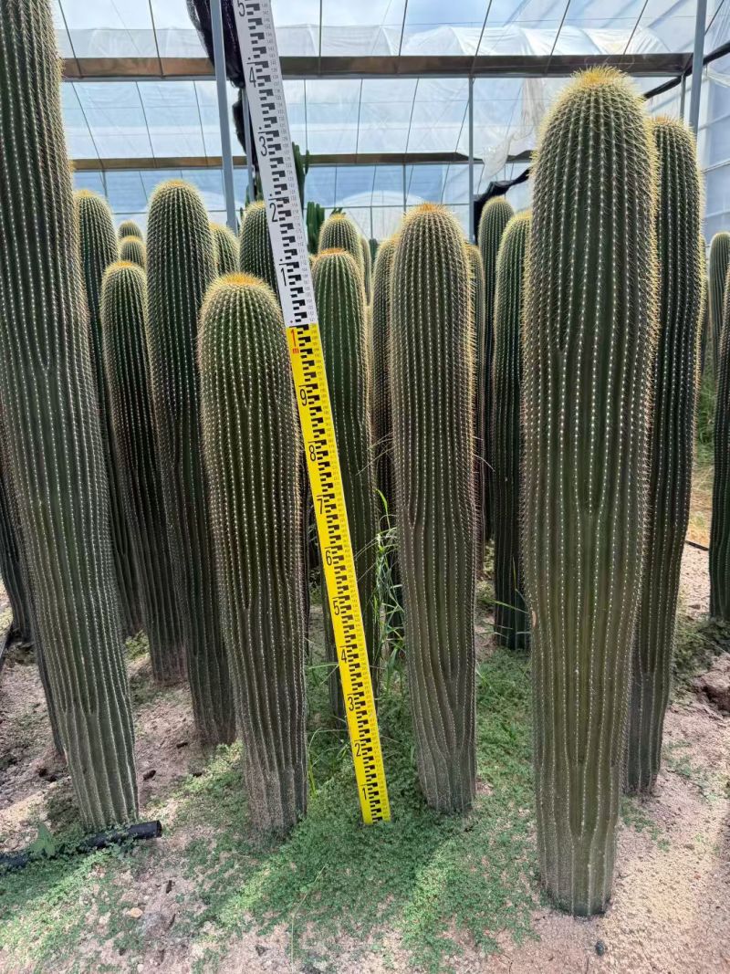 质量保证沙漠植物大凤龙有量批发