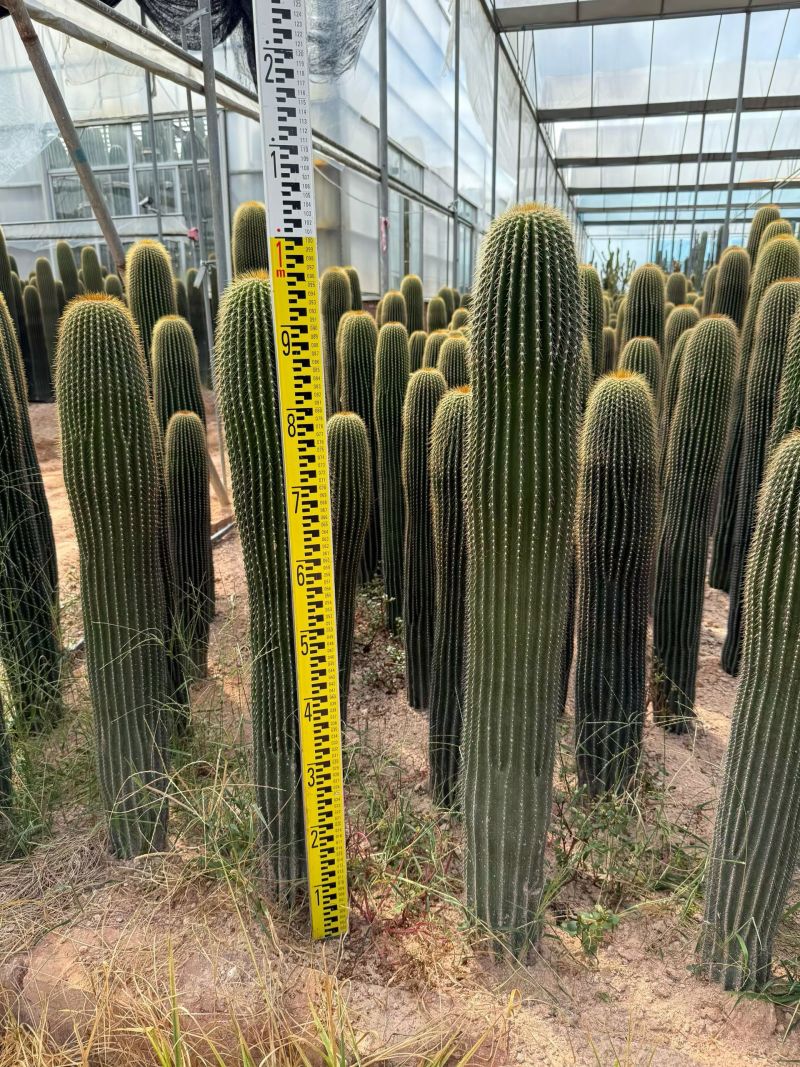质量保证沙漠植物大凤龙有量批发