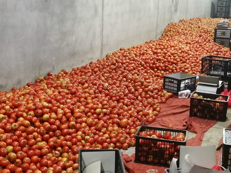 【产地直供新鲜现摘西红柿沙瓤多汁当季应季蔬菜支持批发代发