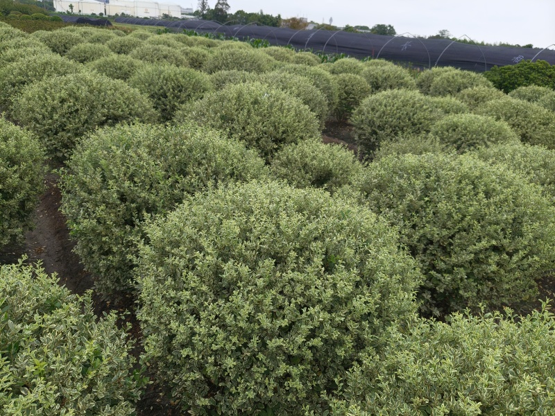 银姬小蜡球冠幅:1m、1.2m、1.5m基地有量，欢迎订