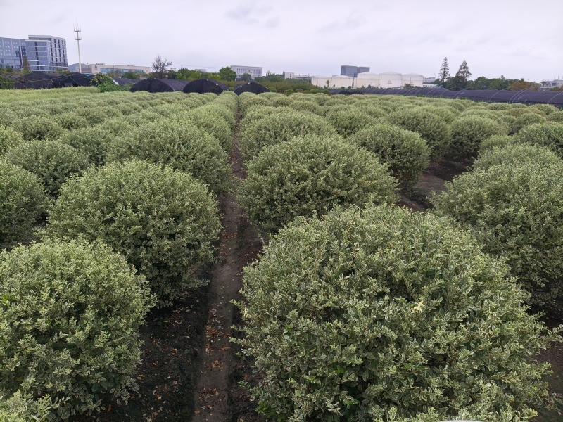 银姬小蜡球冠幅:1m、1.2m、1.5m基地有量，欢迎订