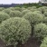 银姬小蜡球冠幅:1m、1.2m、1.5m基地有量，欢迎订