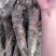 优质改良白芍芽，白芍苗浦棒，产量高耐旱包成活技术指导