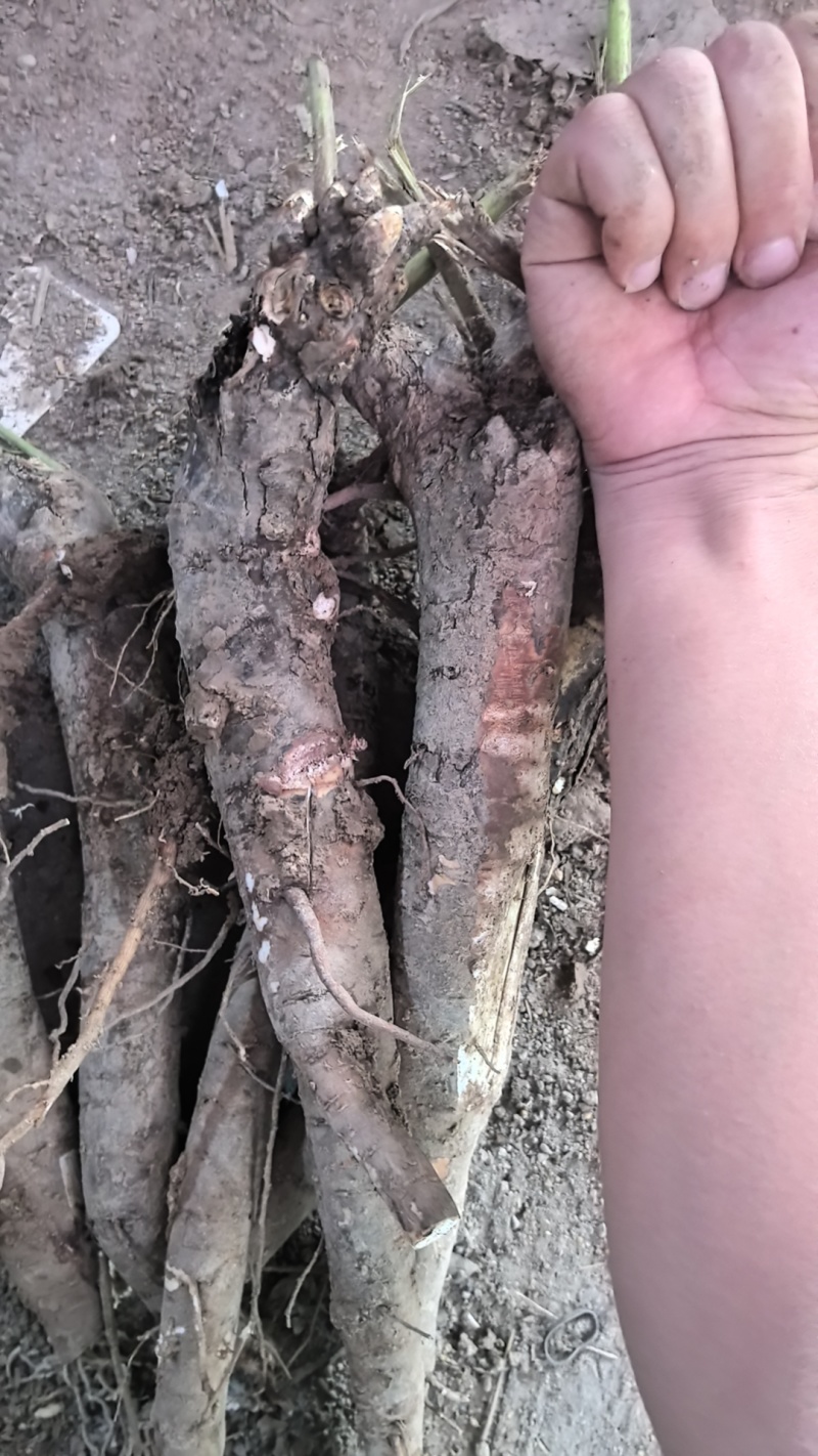 优质改良白芍芽，白芍苗浦棒，产量高耐旱包成活技术指导